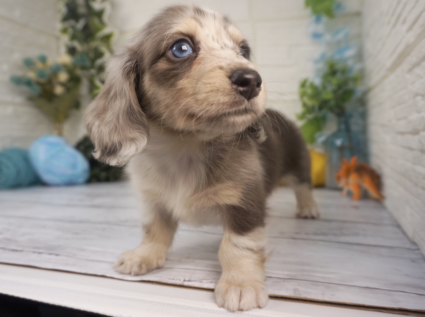 ご家族様が決まりました 福岡の仔犬ブリ ダ Loving Home 最新情報