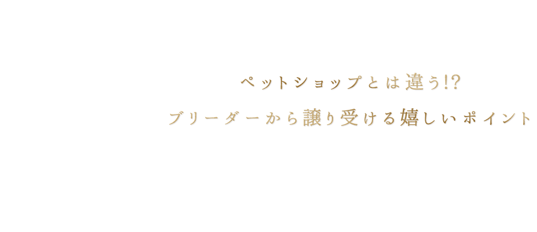 ペットショップとは違う!?ブリーダーから譲り受ける嬉しいポイント