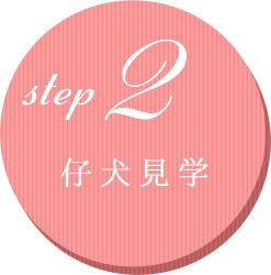 step.2 仔犬見学