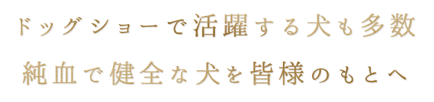 ドッグショーで活躍する犬も多数純血で健全な犬を皆様のもとへ