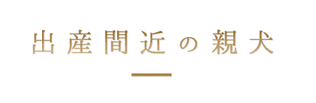 出産間近の親犬