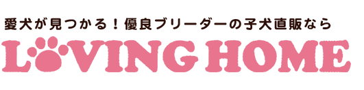 チワワ専門のブリーダー「LOVING HOME(ラビングホーム」福岡