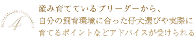 産み育てているブリーダーから