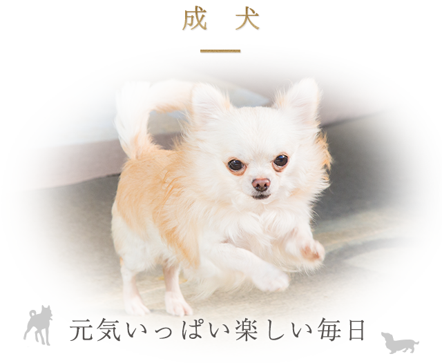 福岡で飼育環境の分かる犬舎やドッグランが見学ができる