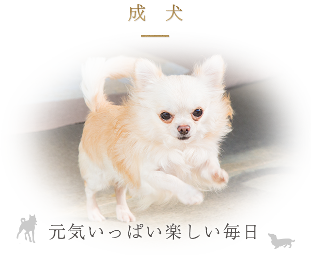 成犬