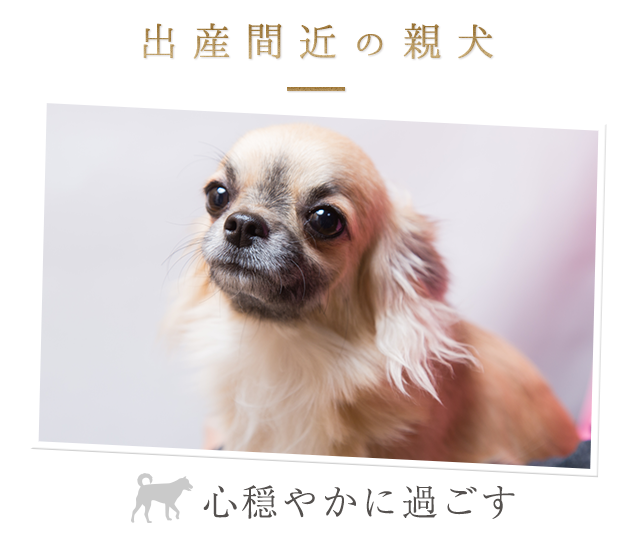 出産間近の親犬