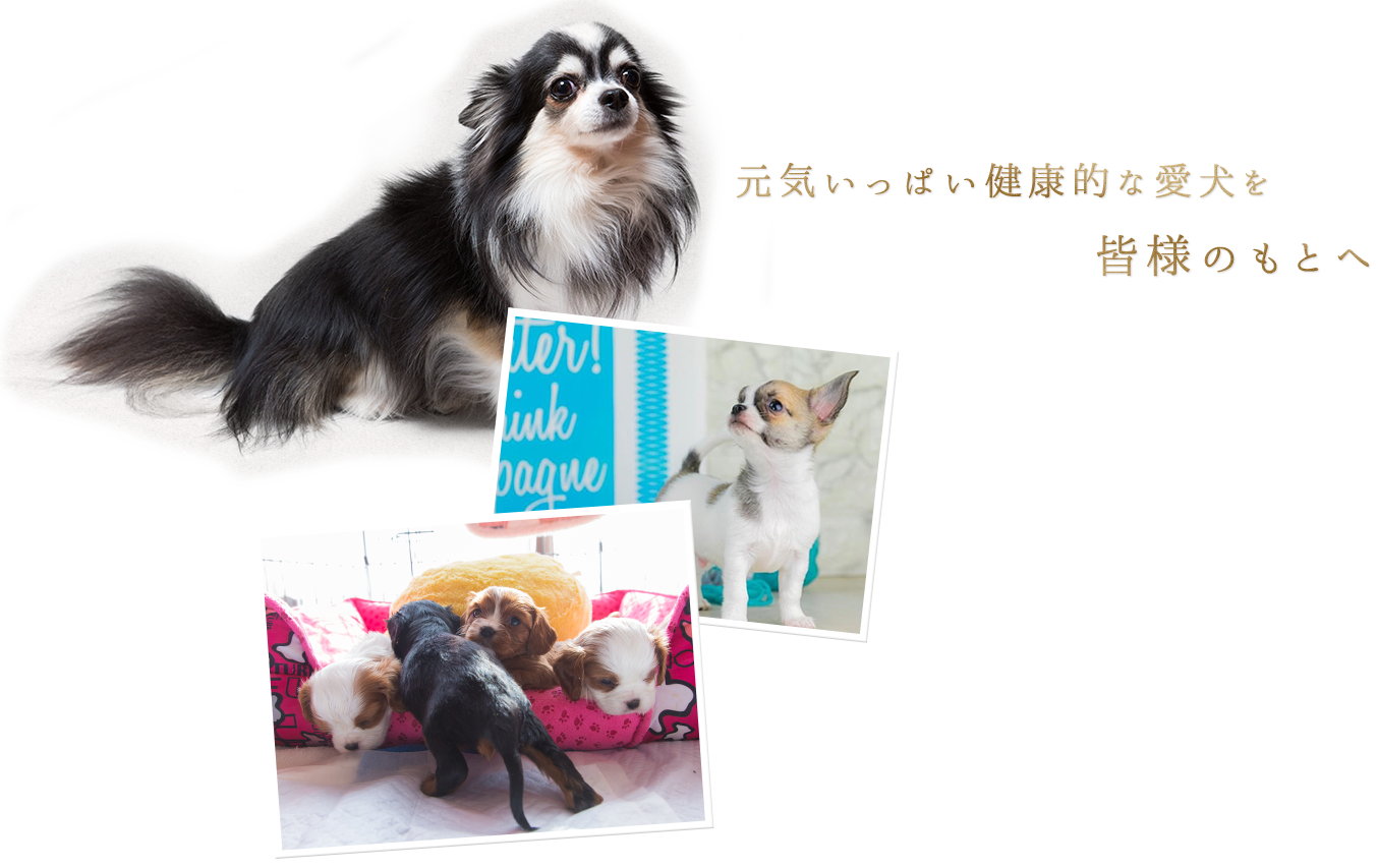 元気いっぱい健康的な愛犬を皆様のもとへ