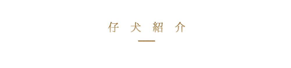 仔犬紹介