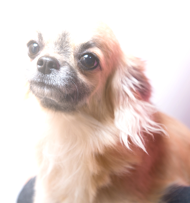 仔犬ブリーダーLOVING HOME | Just another WordPress site